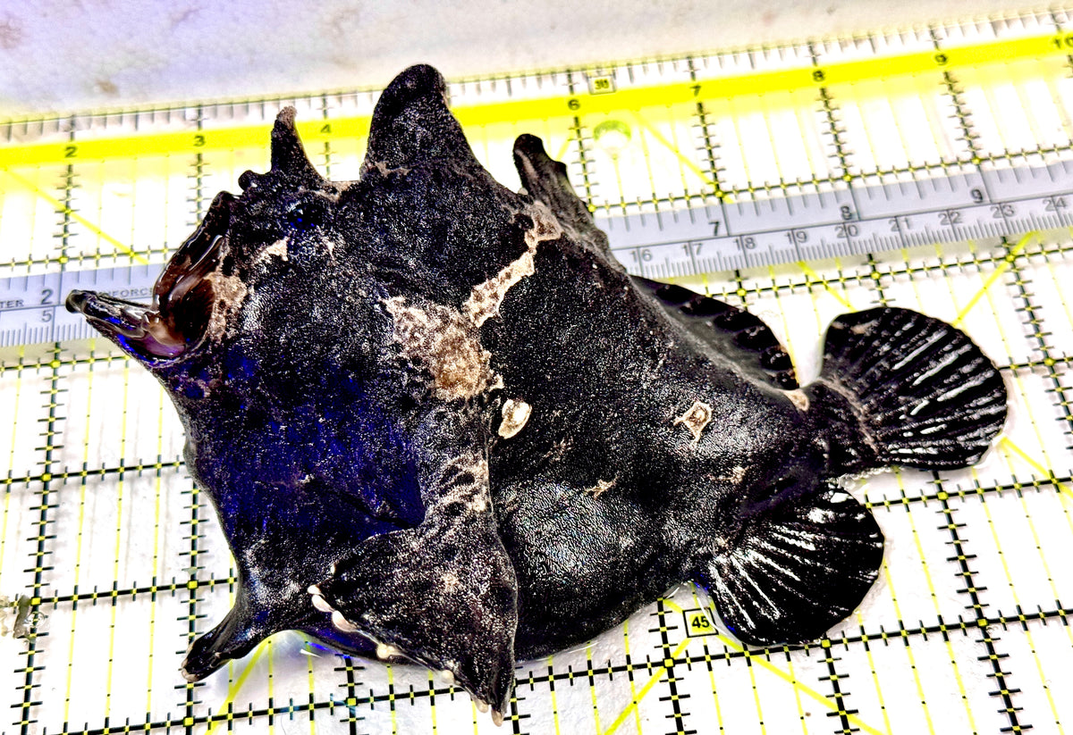 Jet Black Angler JBA100401 WYSIWYG Size: XL 6.5" approx