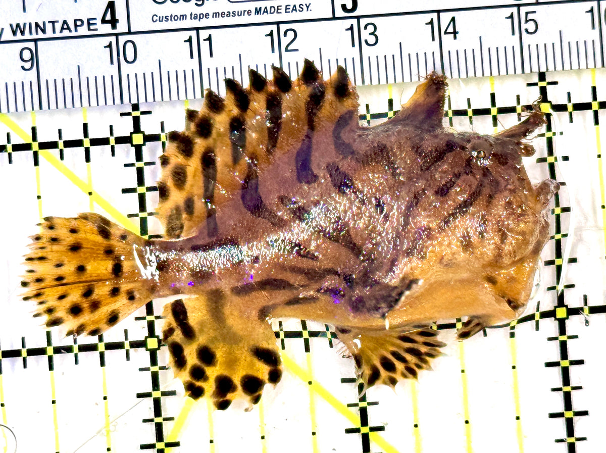 Shaggy Angler SA100401 WYSIWYG Size: S 2.5" approx