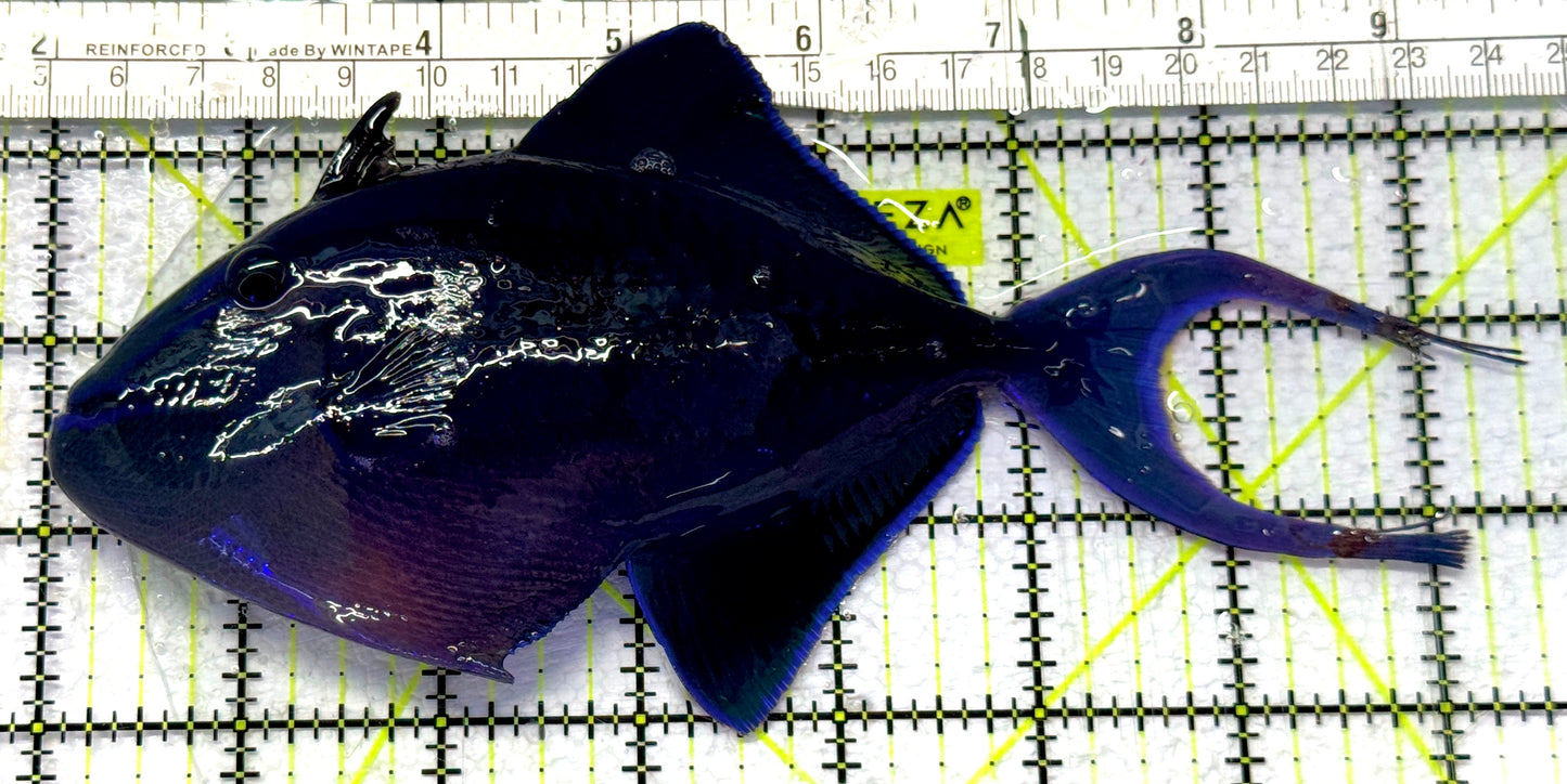 Niger Triggerfish NT072301 WYSIWYG Size: XXL 7.5" approx