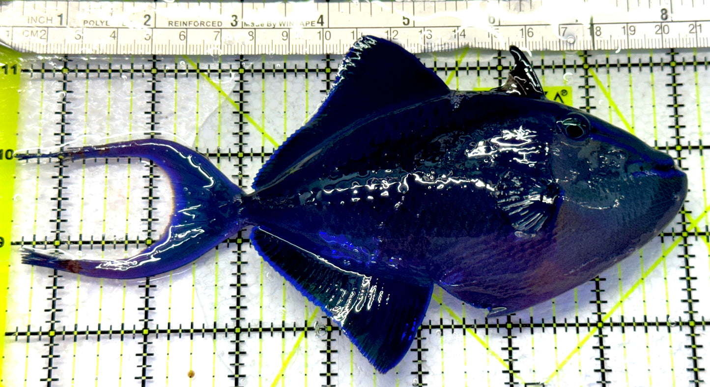 Niger Triggerfish NT072301 WYSIWYG Size: XXL 7.5" approx