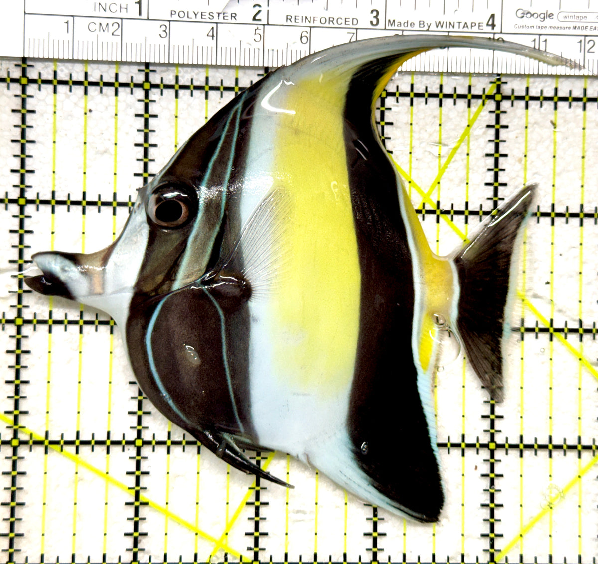 Moorish Idol MI101801 WYSIWYG Size: L 4.25" approx