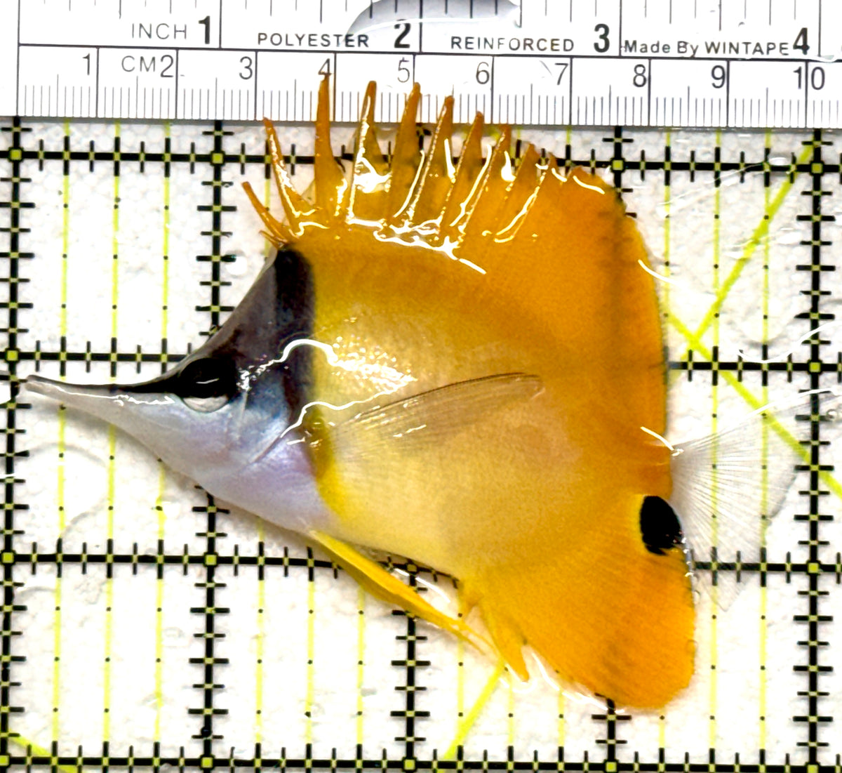 Yellow Longnose Butterflyfish YLB101801 WYSIWYG Size: XL 4" approx