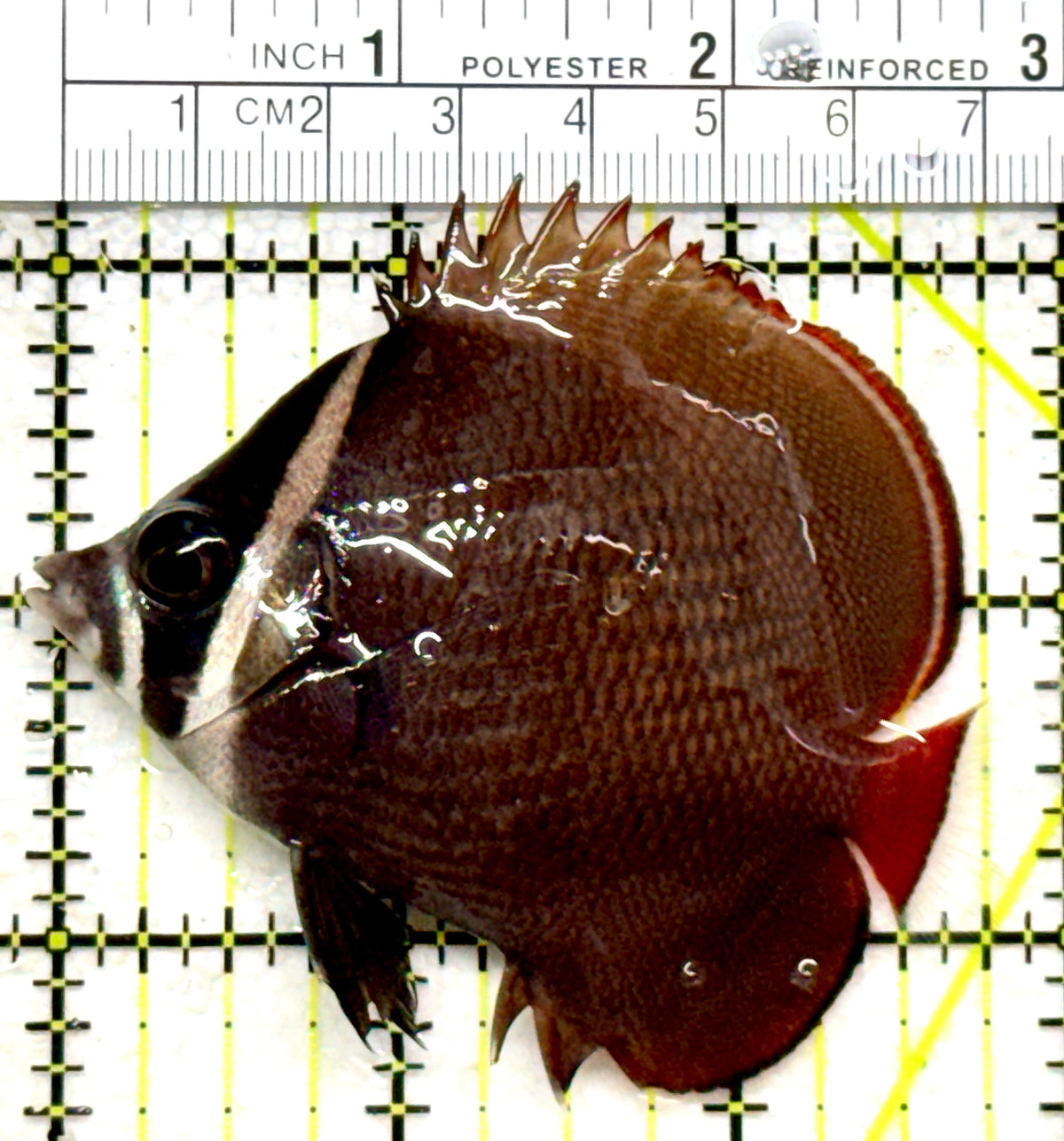 Pakistan Butterflyfish PB101801 WYSIWYG Size: M 3" approx