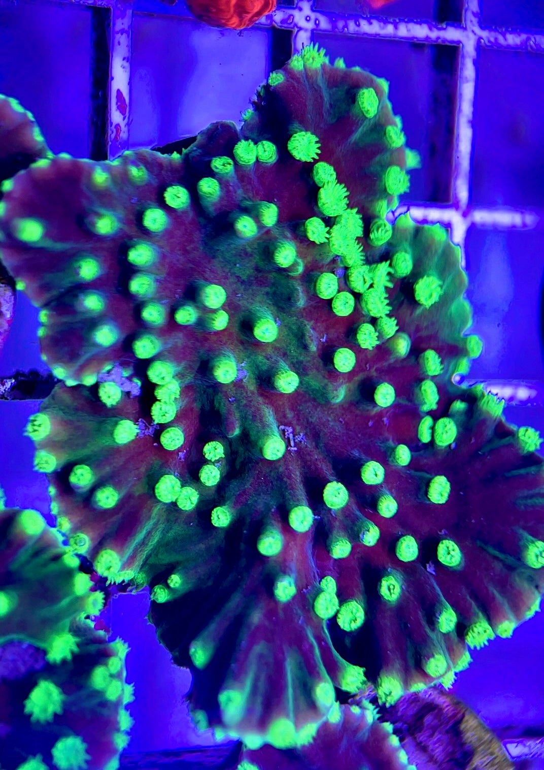 Neon Polyp Aussie Aquacultured Tubinaria Scroll NAT042309 WYSIWYG