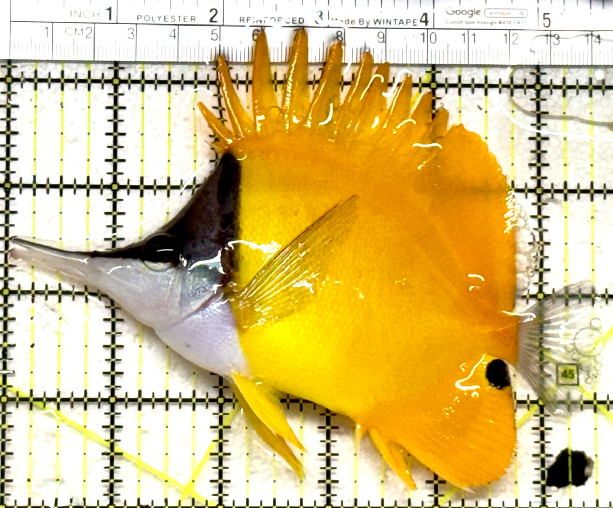 Yellow Longnose Butterflyfish YLB101802 WYSIWYG Size: XXL 5.25" approx