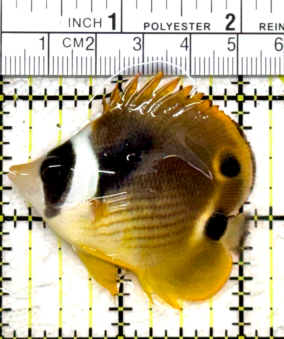 Raccoon Butterflyfish RB101801 WYSIWYG Size: SM 2.5" approx
