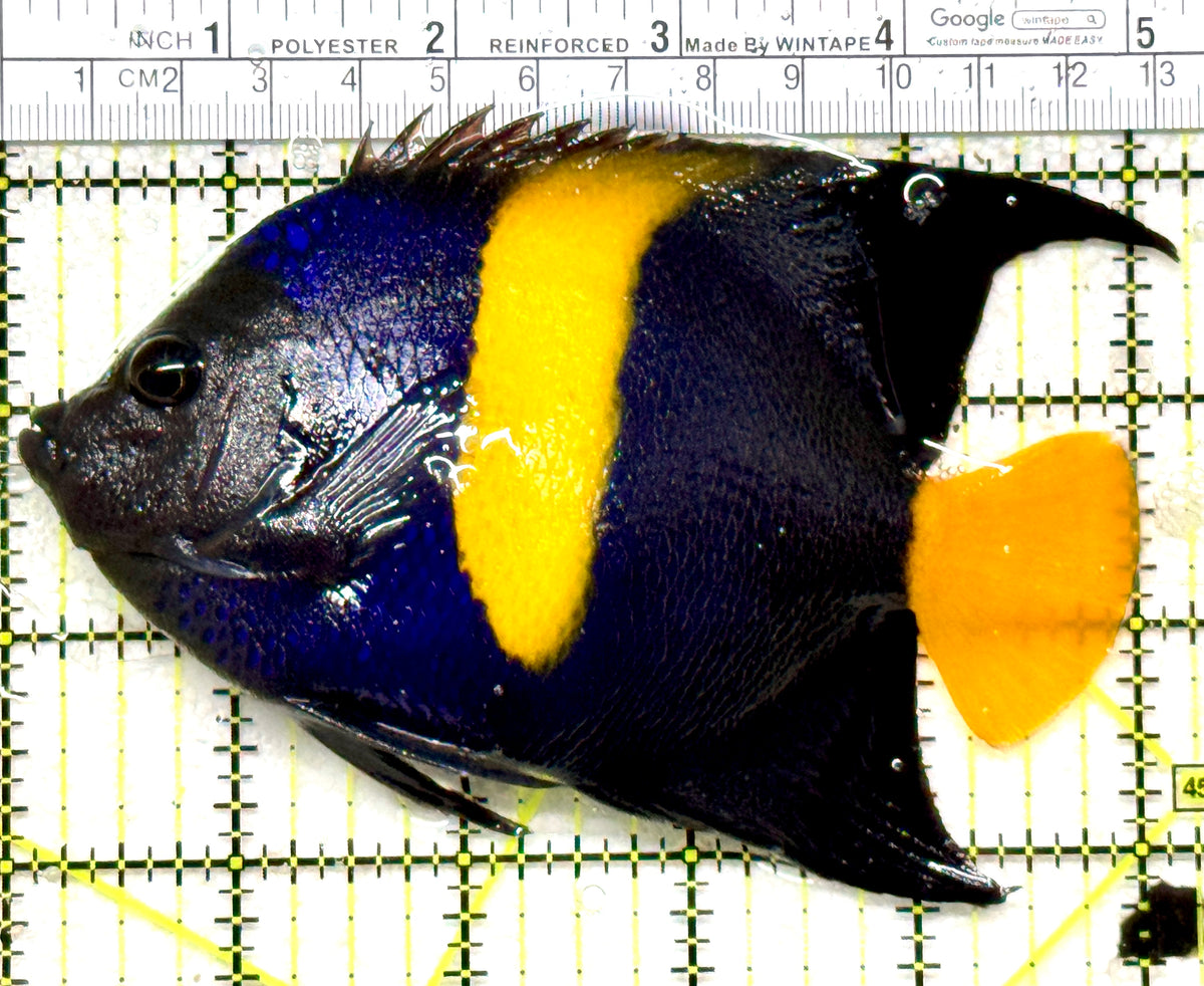 Asfur Angelfish AA101701 WYSIWYG Size: L 5.25" approx