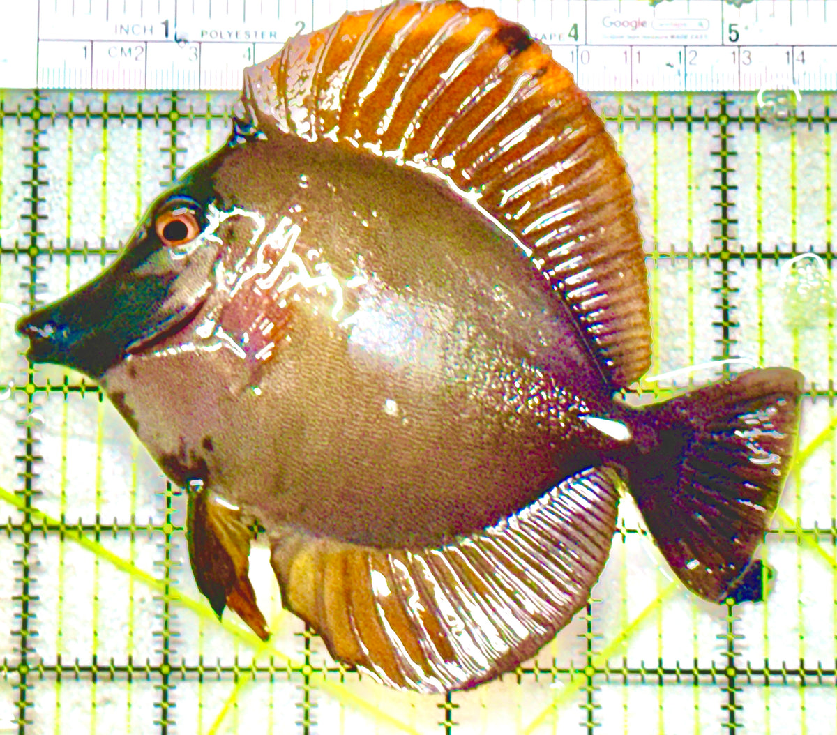 Rare Koi Scopas Tang RKST101801 WYSIWYG Size: XL 5.25" approx