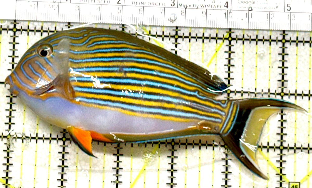 Clown Tang CT101801 WYSIWYG Size: L 5.5" approx