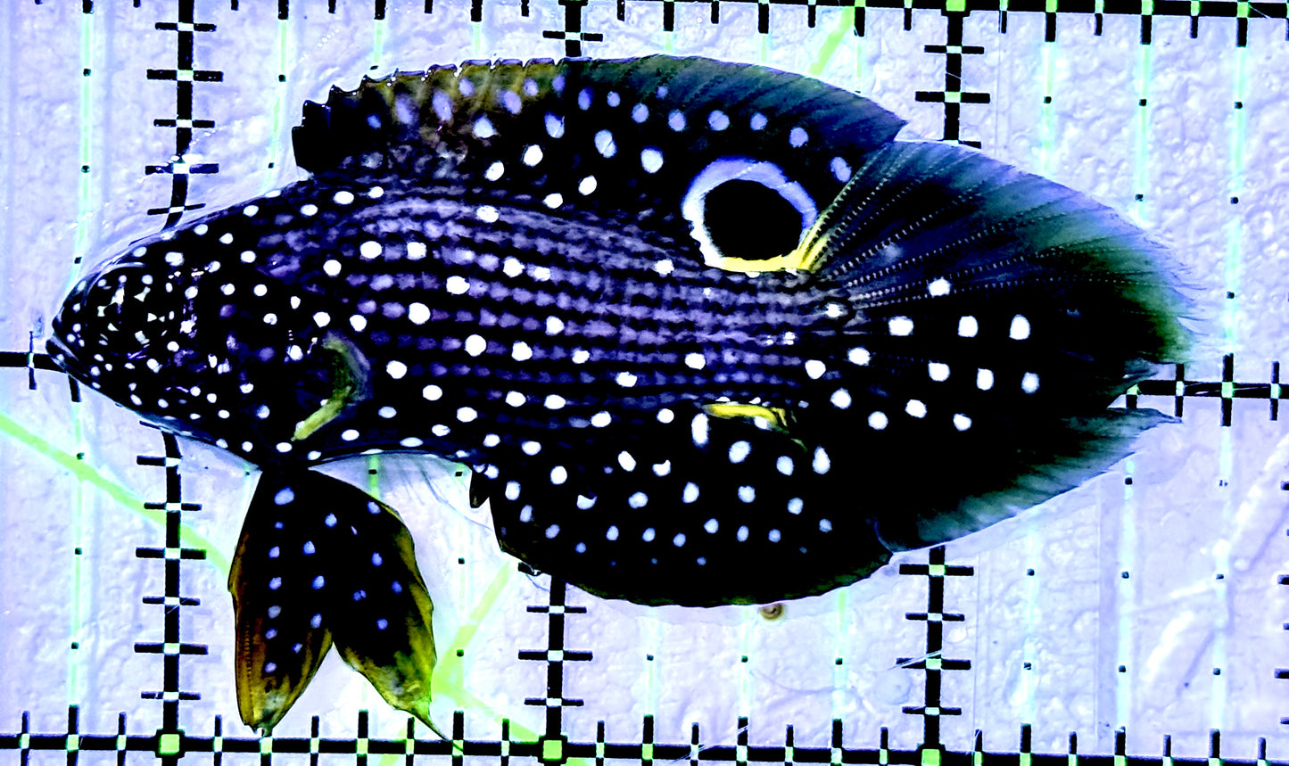 Altevelis Marine Betta (large spotted species) AMB070601 WYSIWYG Size: S 3"