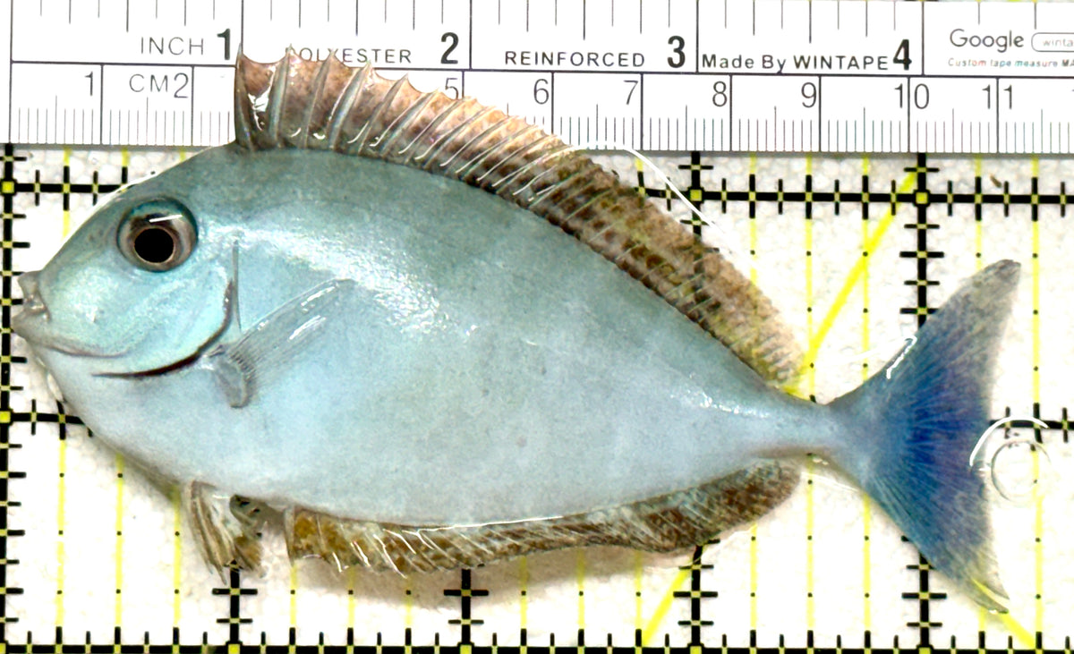Black Tongue Unicorn Tang BTUT101801 WYSIWYG Size: ML 4.5" approx