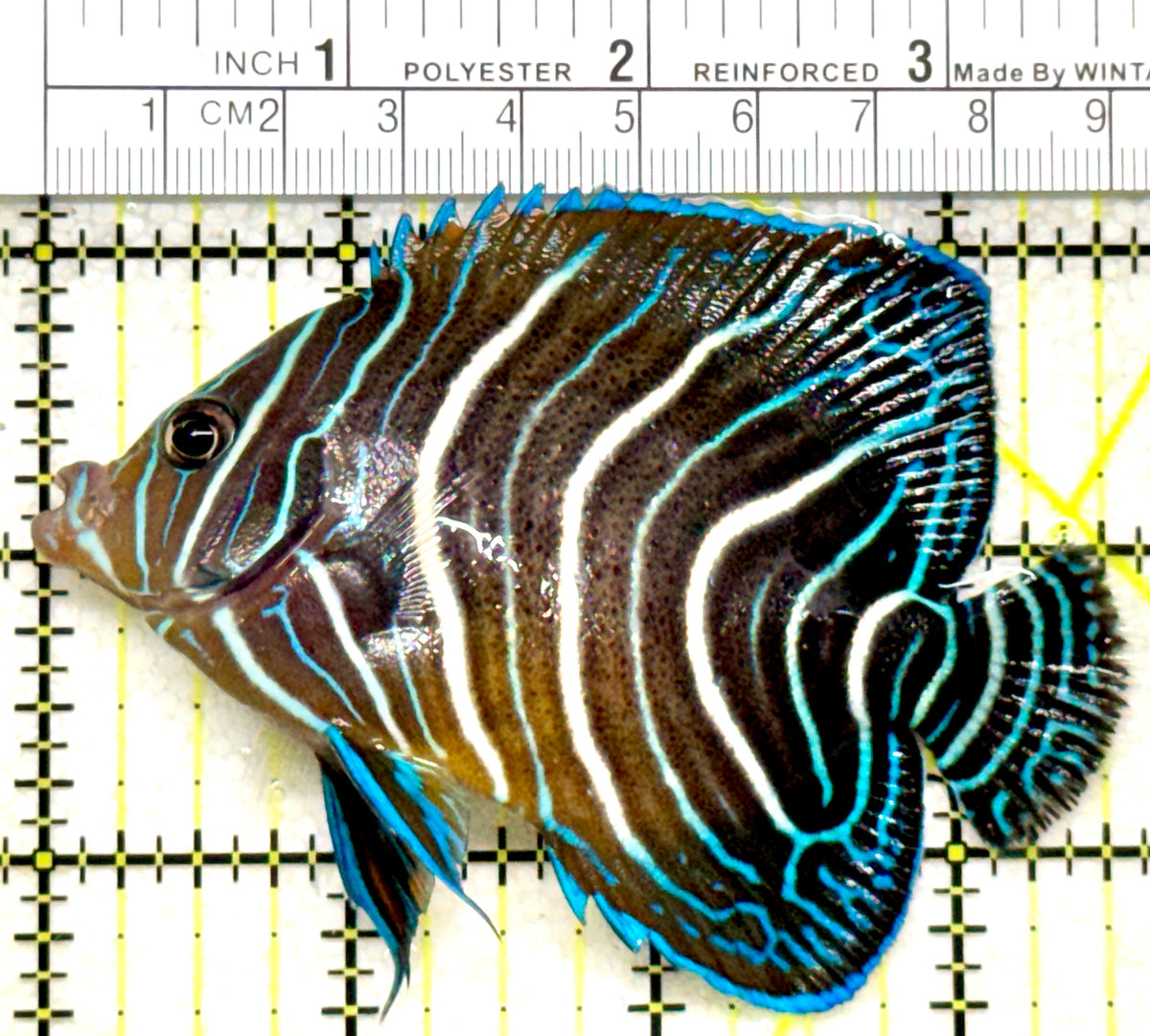 Koran Angelfish Juvenile KAJ101801 WYSIWYG Size: L 3.5" approx