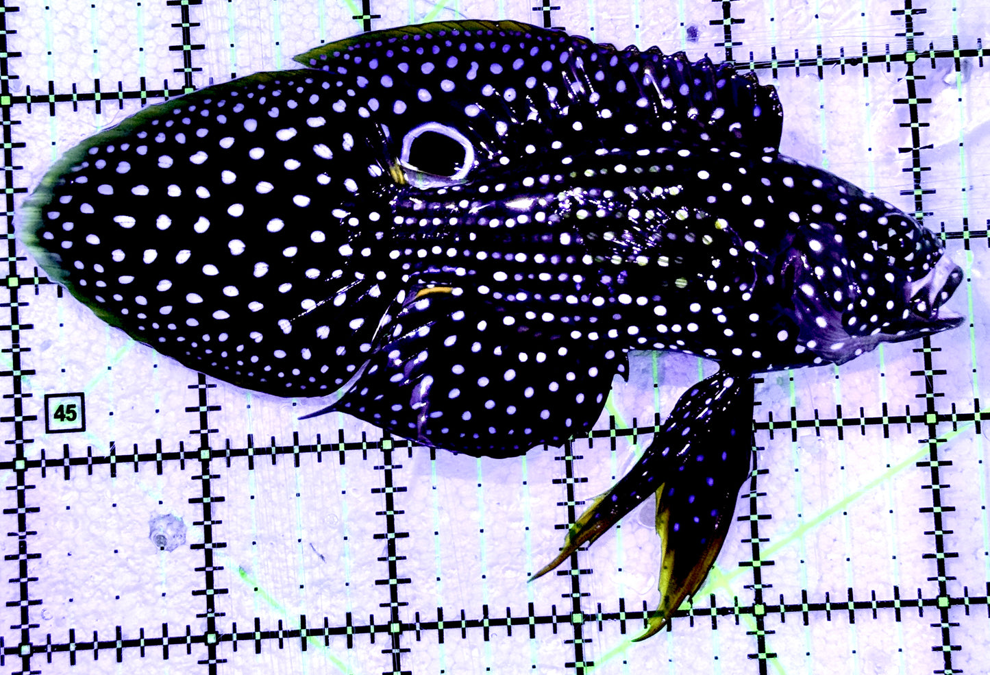 Altevelis Marine Betta (large spotted species) AMB070602 WYSIWYG Size: SHOW 5.25"