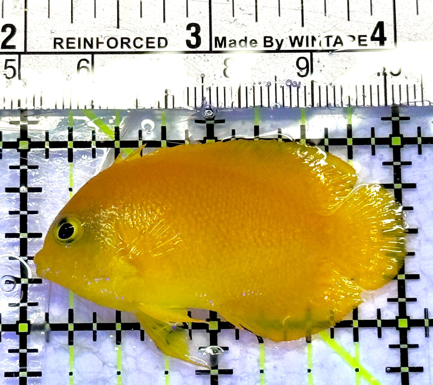 Herald's Angelfish HA072301 WYSIWYG Size: SM 2" approx