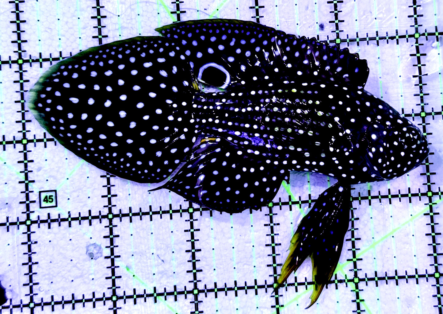 Altevelis Marine Betta (large spotted species) AMB070603 WYSIWYG Size: XXL 5"