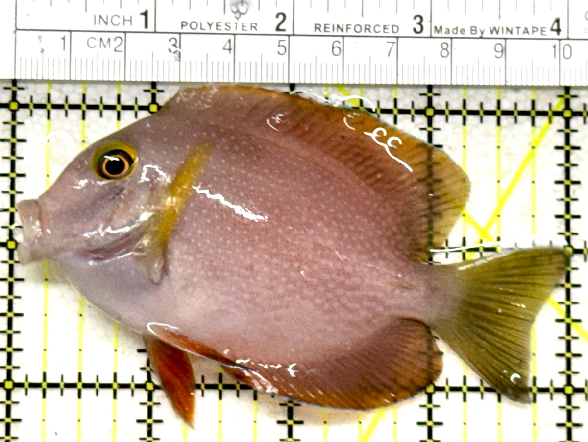 Yellow Eye Kole Tang (Spotted Maldives Special Grade) YEKT101801 WYSIWYG Size: XL 4" approx