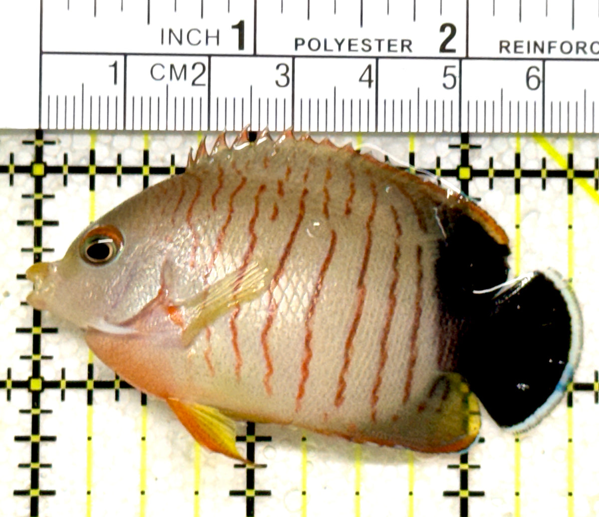 Eibli Angelfish EA101801 WYSIWYG Size: L 2.5" approx