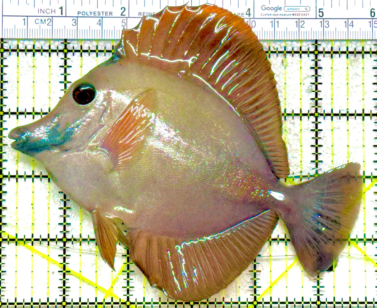 Rare Koi Scopas Tang RKST101808 WYSIWYG Size: XL 5.75" approx