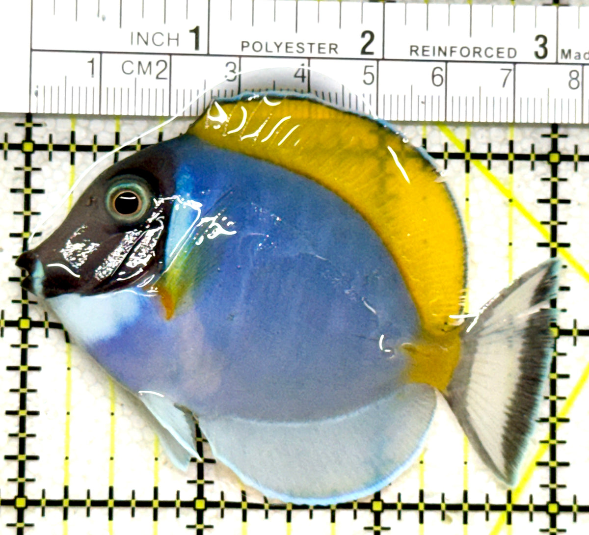 Powder Blue Tang (Maldives) PBT101802 WYSIWYG Size: M 3" approx