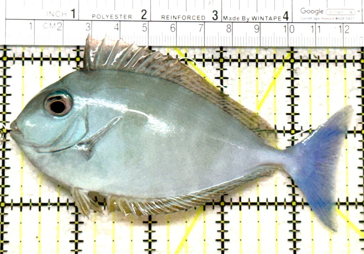 Black Tongue Unicorn Tang BTUT101802 WYSIWYG Size: ML 4.75" approx