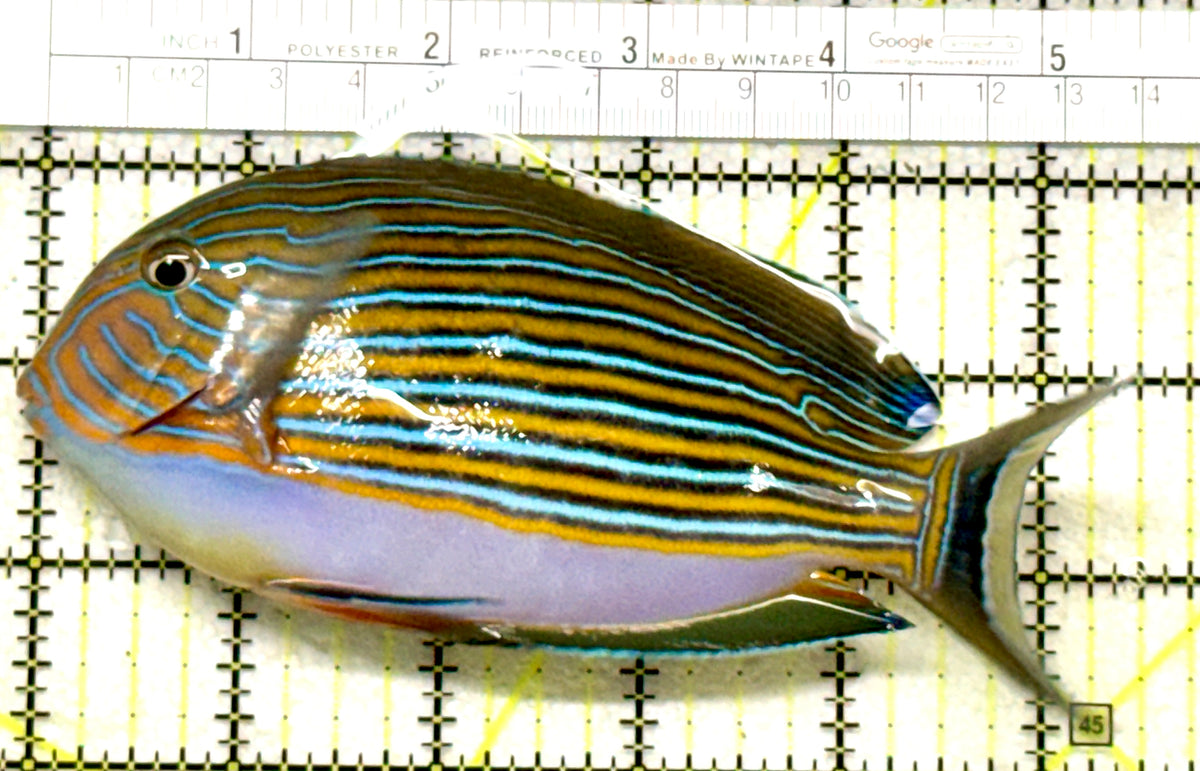 Clown Tang CT101802 WYSIWYG Size: L 5.5" approx