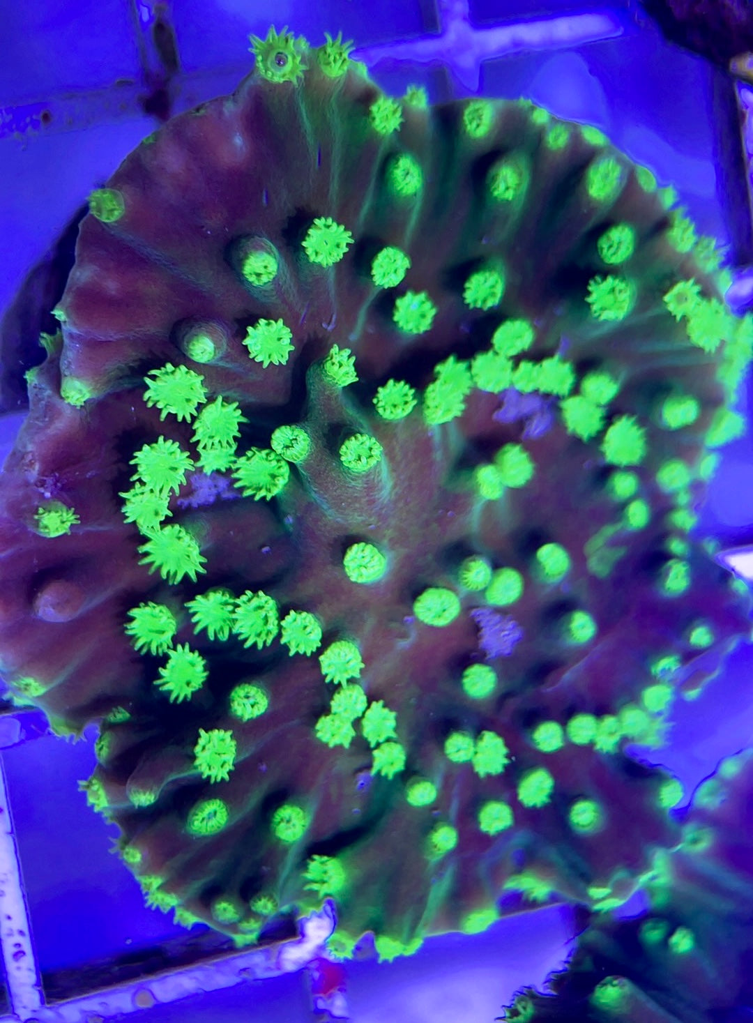 Neon Polyp Aussie Aquacultured Tubinaria Scroll NAT042319 WYSIWYG