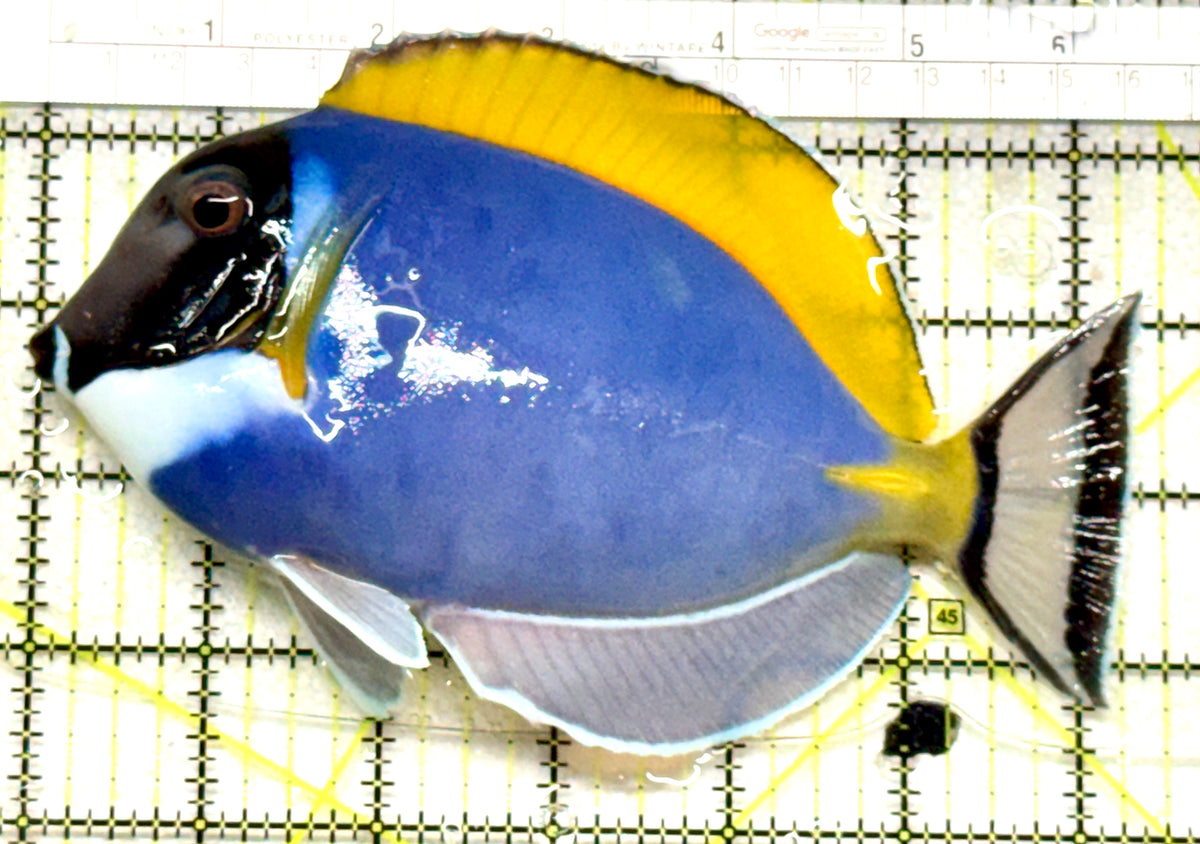 Powder Blue Tang (Maldives) PBT101803 WYSIWYG Size: XXL 6.5" approx