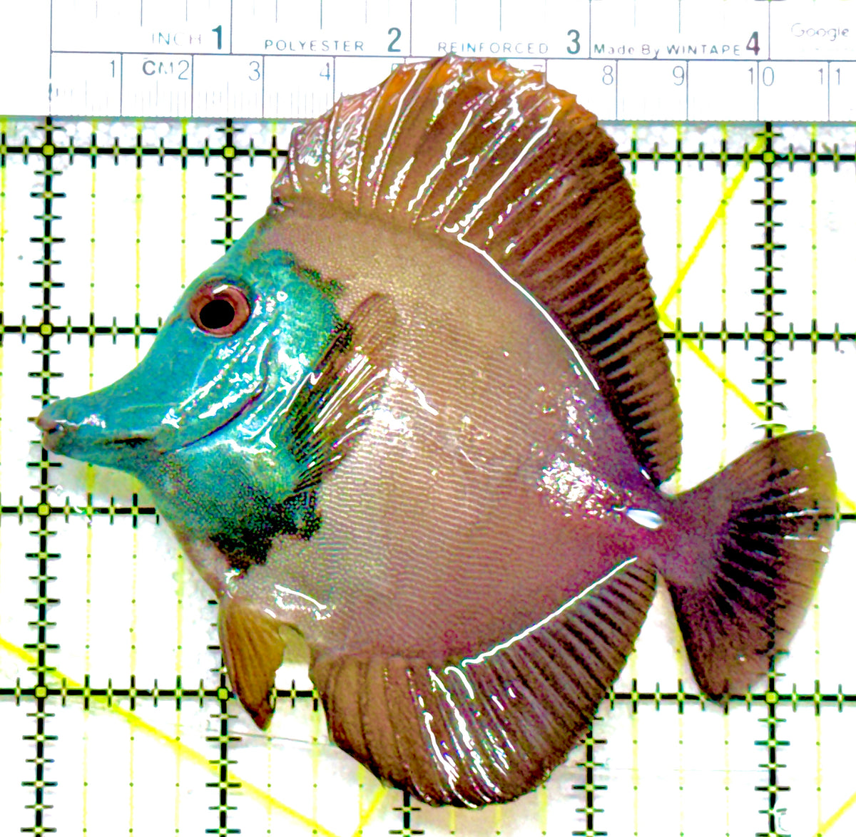 Rare Koi Scopas Tang RKST101809 WYSIWYG Size: L 4.5" approx