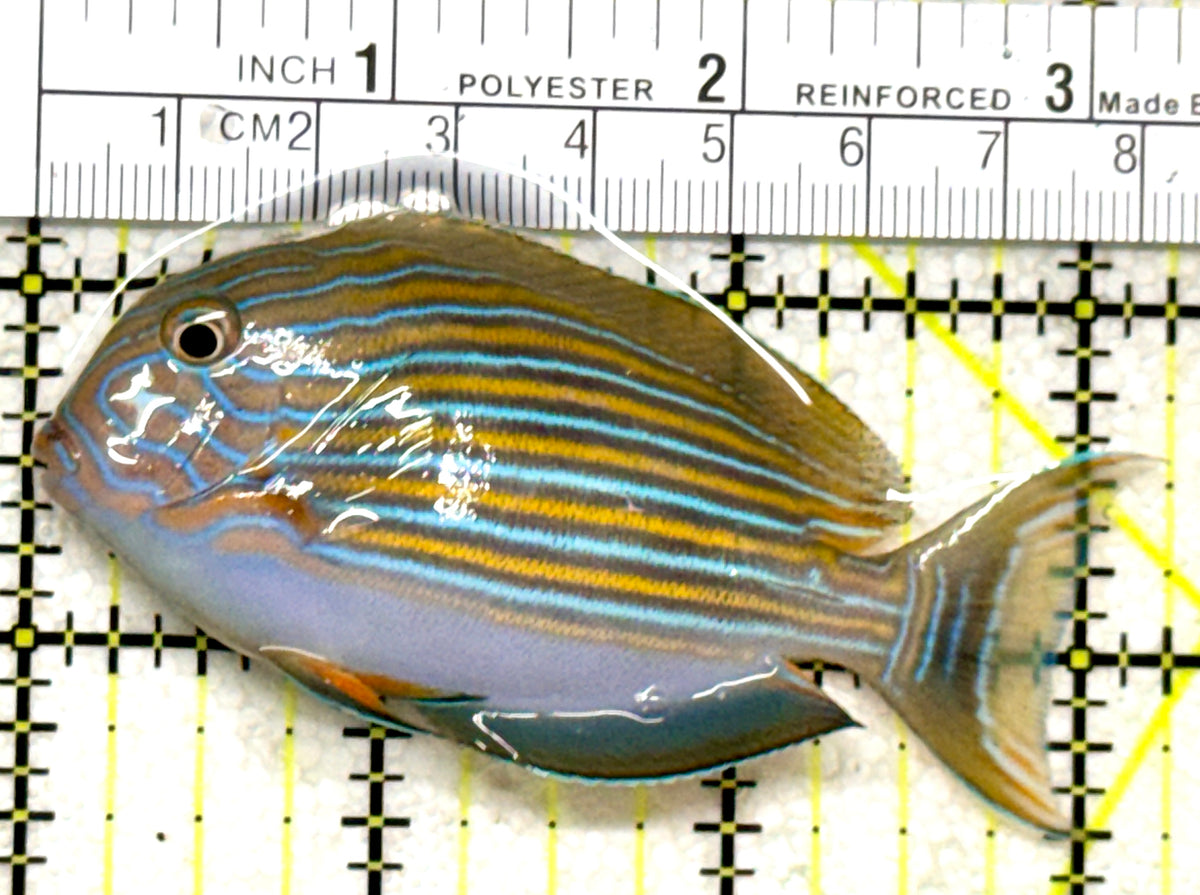 Clown Tang CT101803 WYSIWYG Size: M 3.25" approx