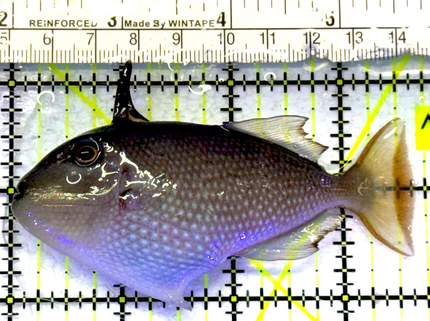 Female Blue Throat Triggerfish (Reefsafe) FBTT072301 WYSIWYG Size: M 3.75" approx