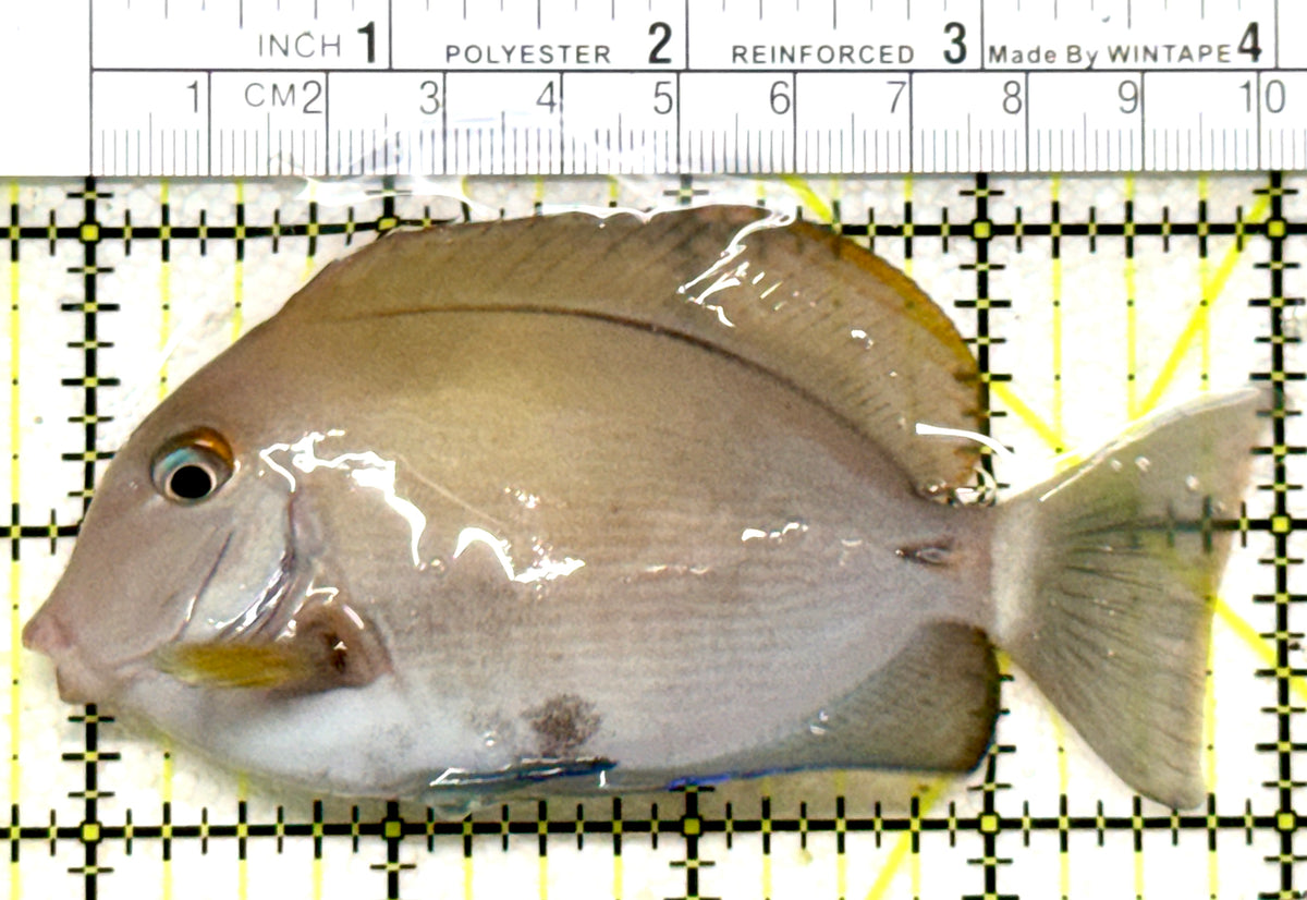 Blochii (Ring Tail) Tang BT101801 WYSIWYG Size: ML 4.25" approx