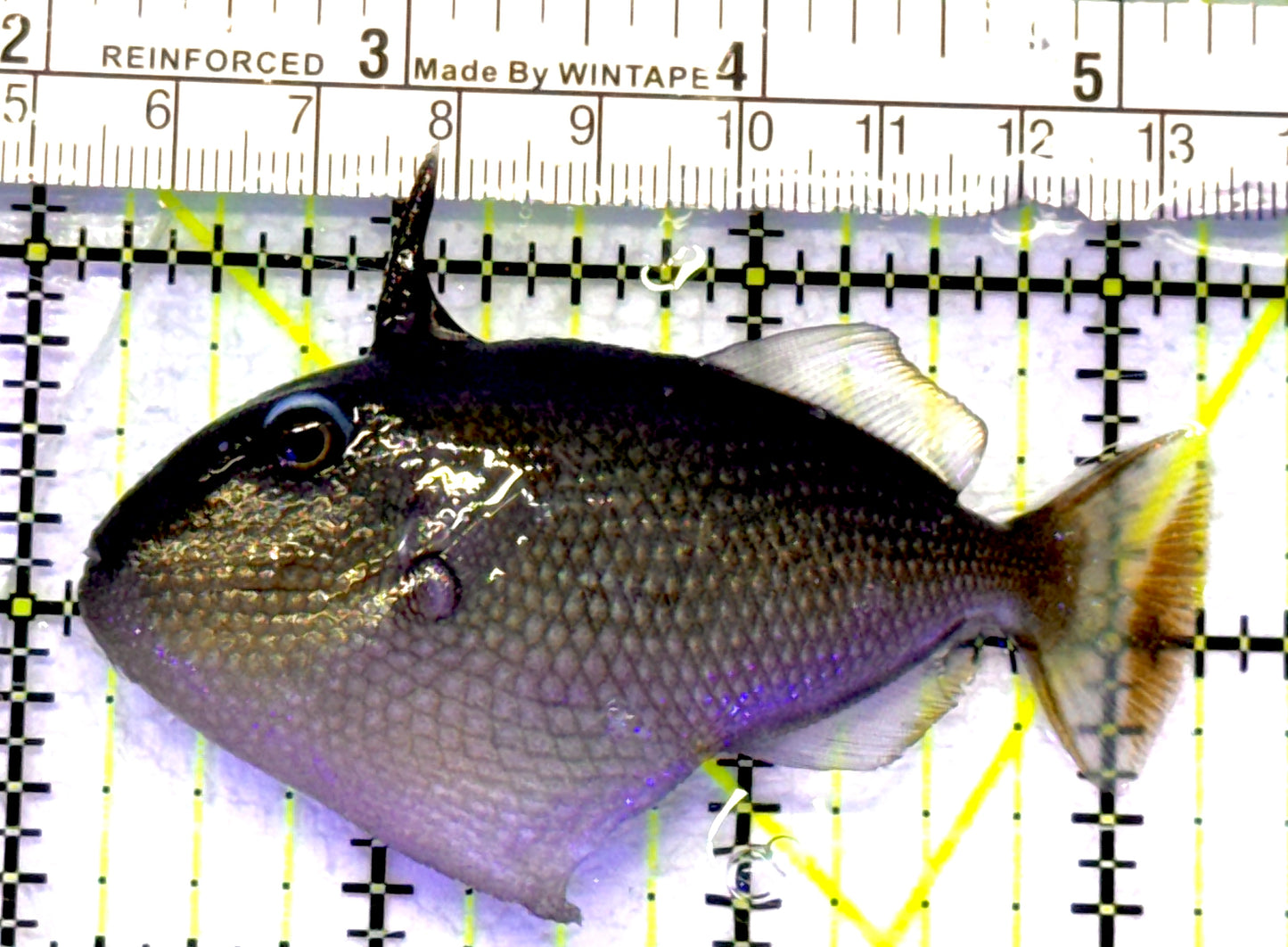 Female Blue Throat Triggerfish (Reefsafe) FBTT072302 WYSIWYG Size: M 3.25" approx