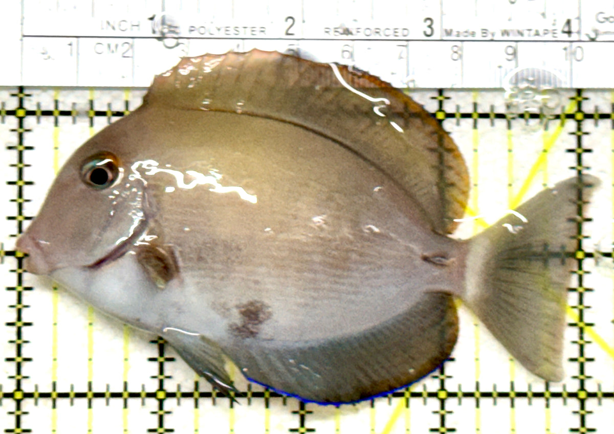 Blochii (Ring Tail) Tang BT101802 WYSIWYG Size: ML 4" approx