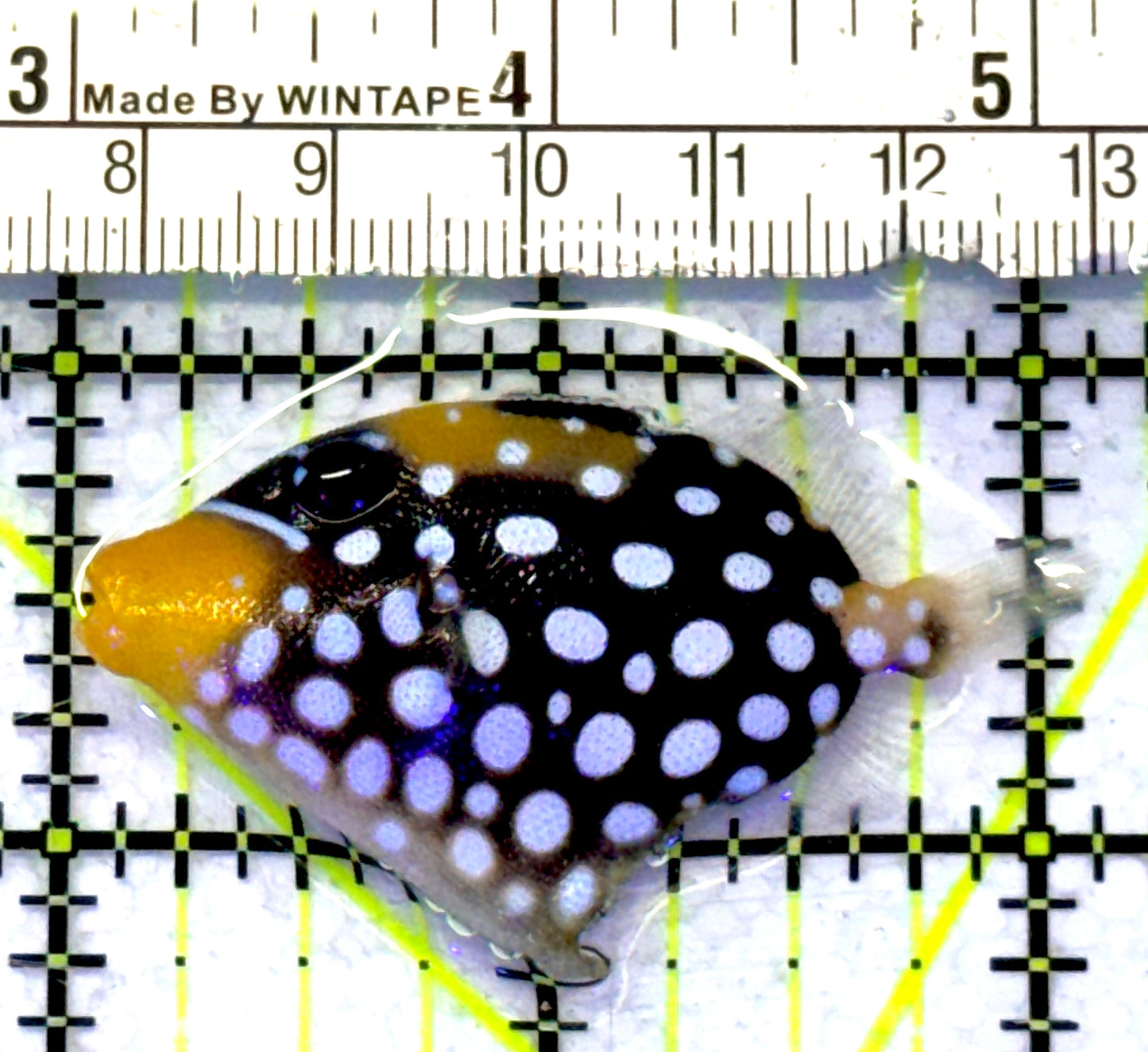 Clown Triggerfish CT072301 WYSIWYG Size: S 2" approx