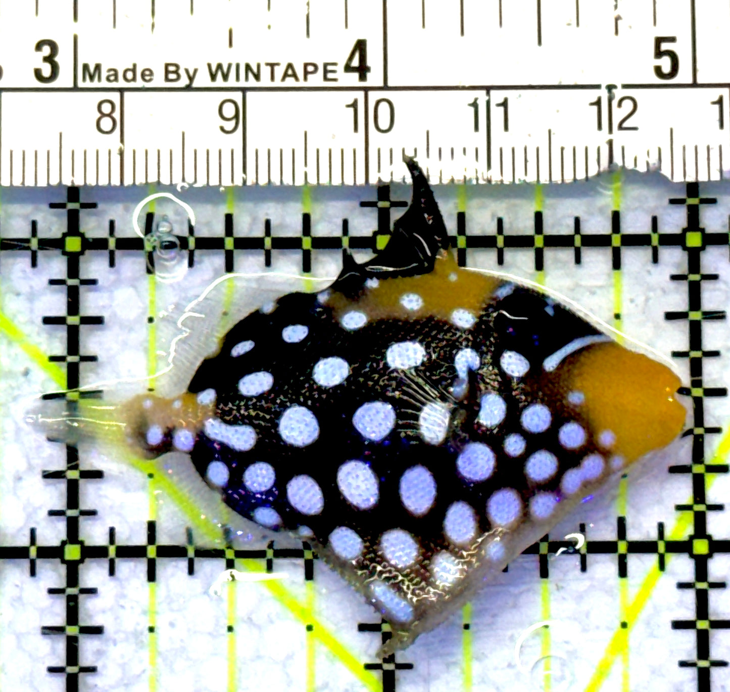 Clown Triggerfish CT072301 WYSIWYG Size: S 2" approx
