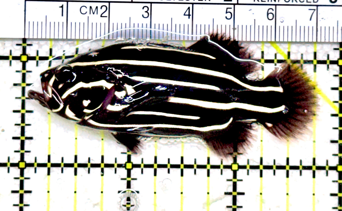 Six-Lined Soapfish SLS101701 WYSIWYG Size: M 2.75" approx