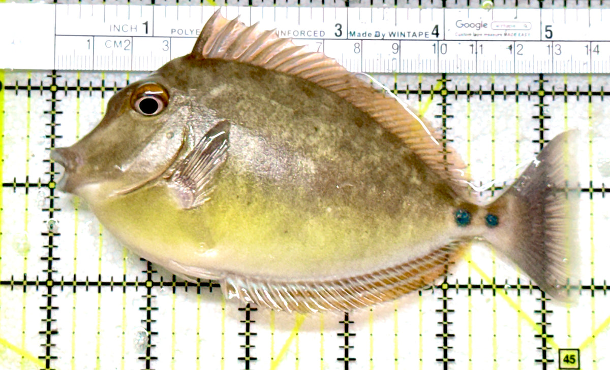 Unicorn Tang UT101701 WYSIWYG Size: L 5.5" approx