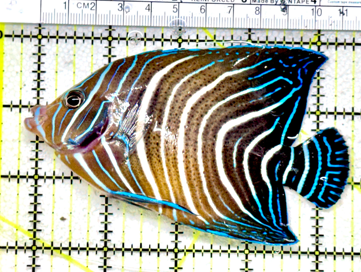 Koran Angelfish Juvenile KAJ101701 WYSIWYG Size: XL 4.75" approx