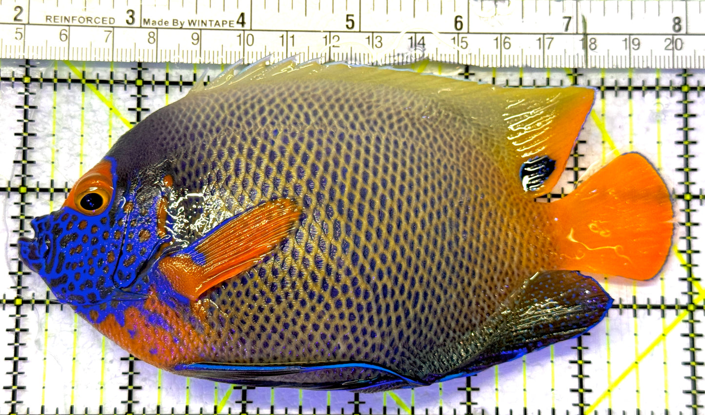 Blueface Angelfish Adult (Sumatra Vibrant Colors) BAA072302 WYSIWYG Size: XL 6" approx