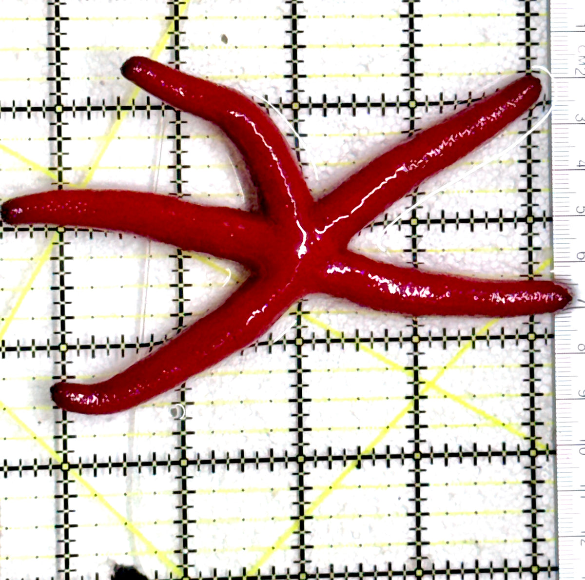 Red Orange Linckia Starfish A grade (Maldives) ROLSG101702 WYSIWYG Size: Large 4.75" approx