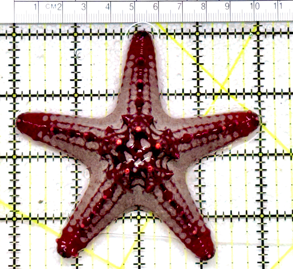 African Red Knob Starfish ARKS101701 WYSIWYG Size S: 4 " approx
