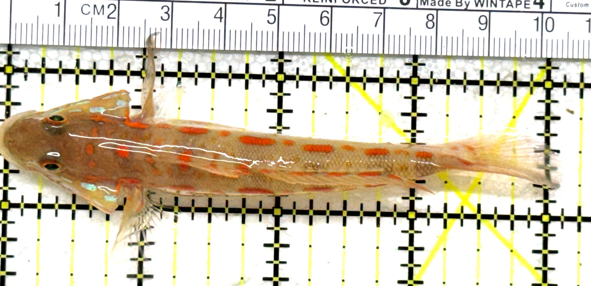 Diamond Watchman Goby DWG101701 WYSIWYG Size: L 4" approx