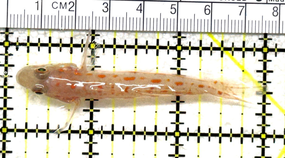 Diamond Watchman Goby DWG101702 WYSIWYG Size: M 3" approx
