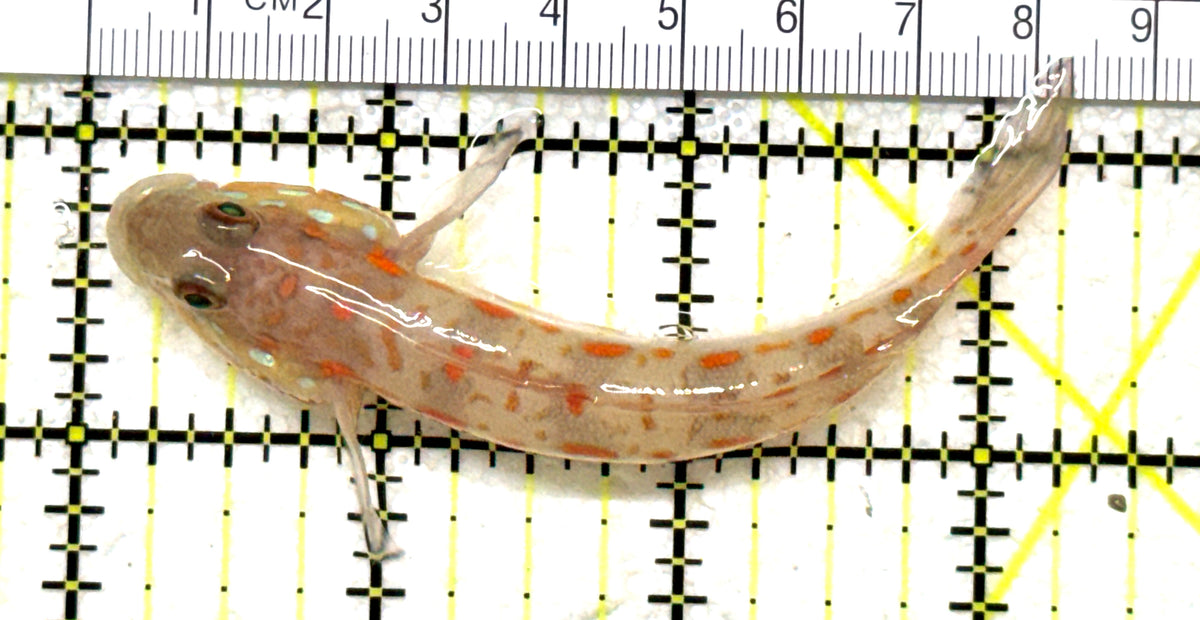 Diamond Watchman Goby DWG101703 WYSIWYG Size: L 3.5" approx