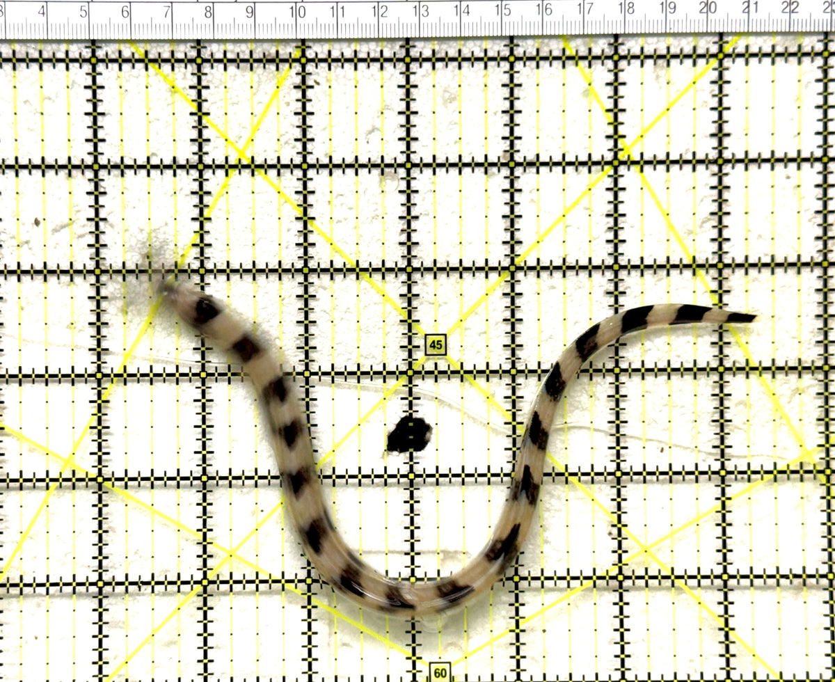 Banded Moray Eel BME101702 WYSIWYG Size: S 10" approx