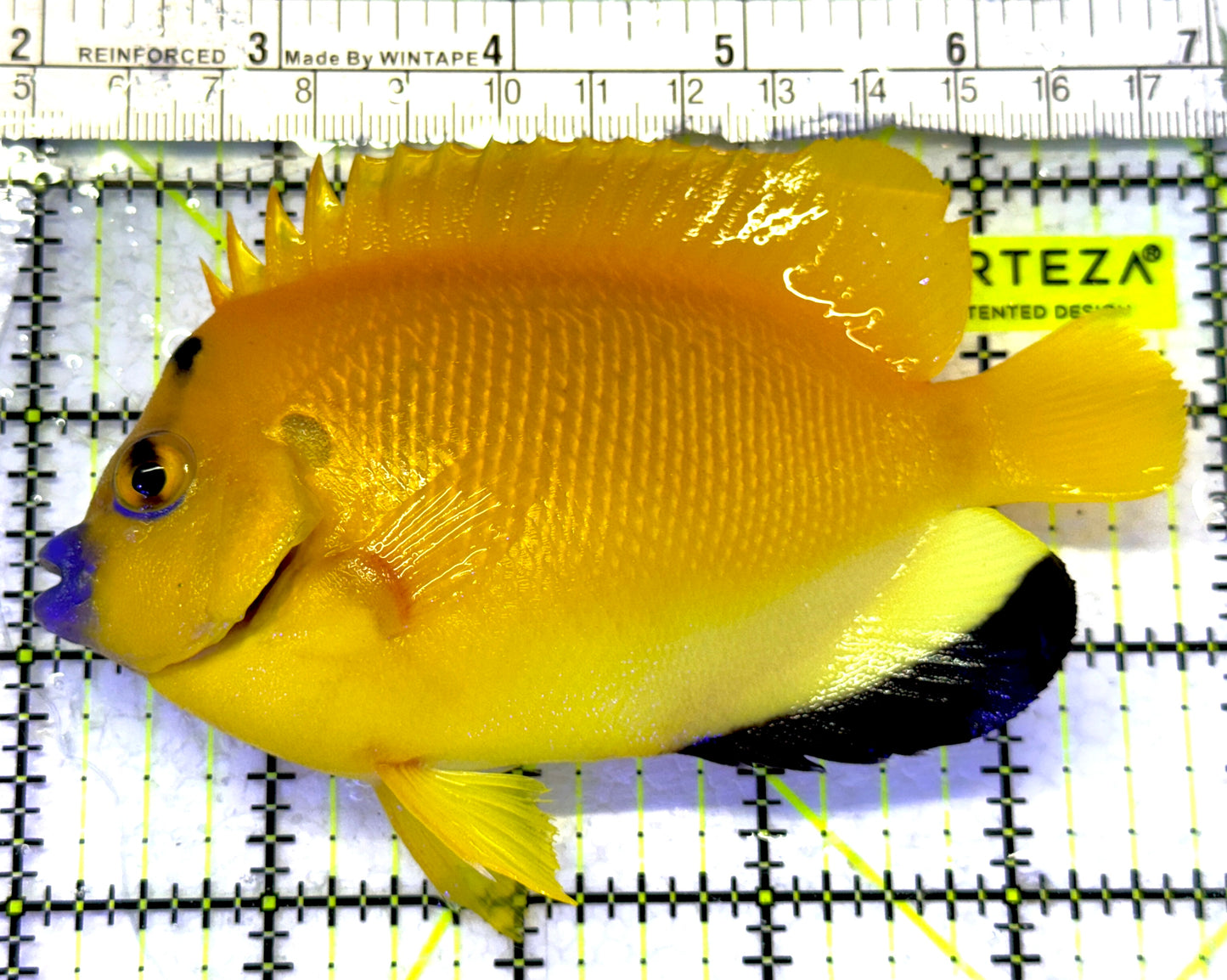 Flagfin Angelfish FA072302 WYSIWYG Size: L 4.5" approx