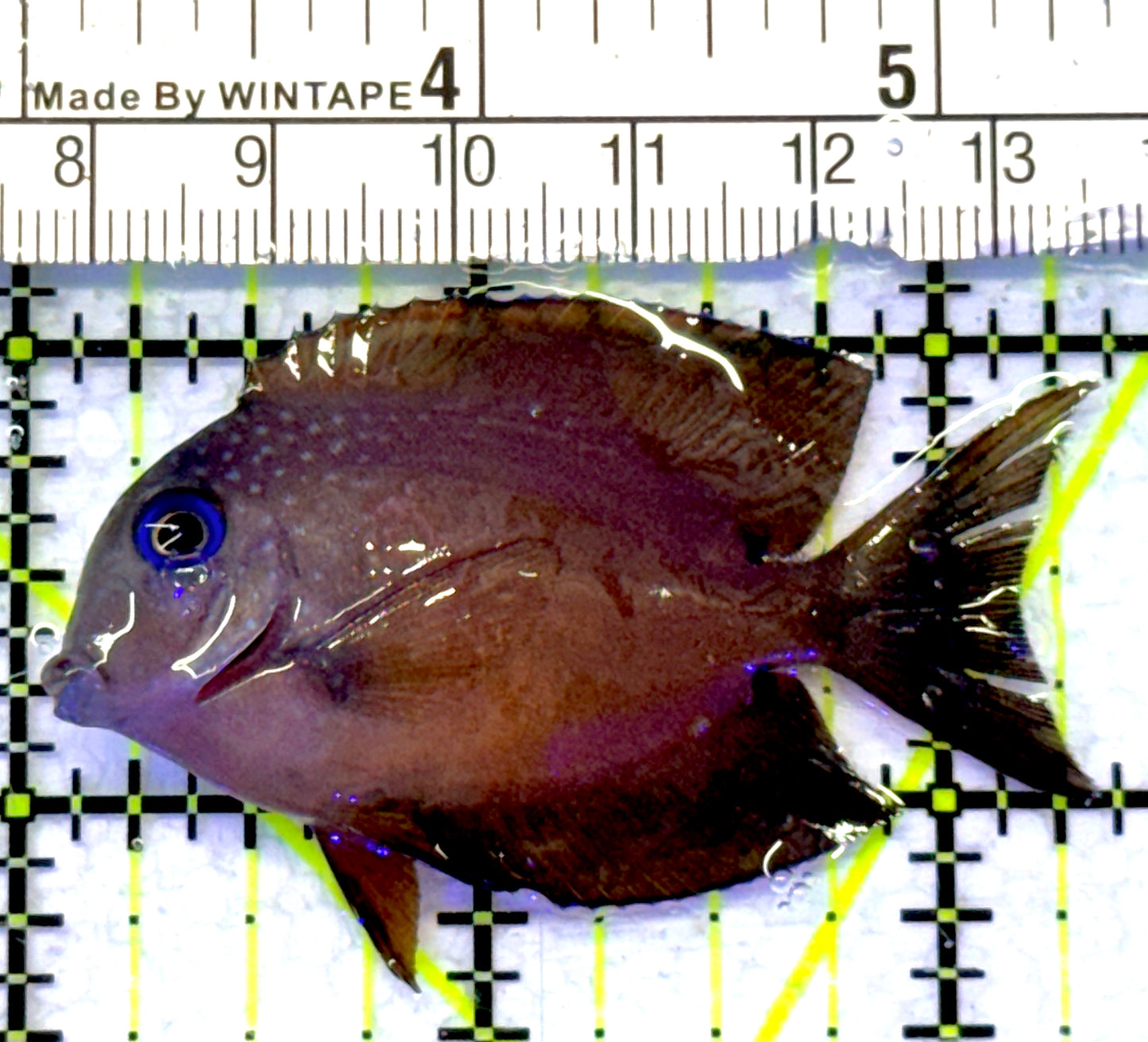 Blue Eye Kole Tang BEKT072302 WYSIWYG Size: M 2.5" approx