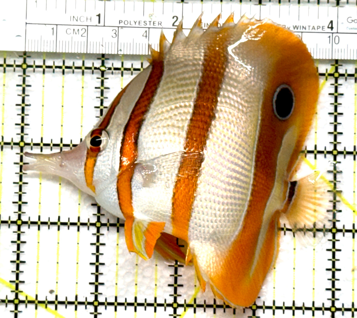 Copperband Butterflyfish CB102501 WYSIWYG Size: L 4" approx