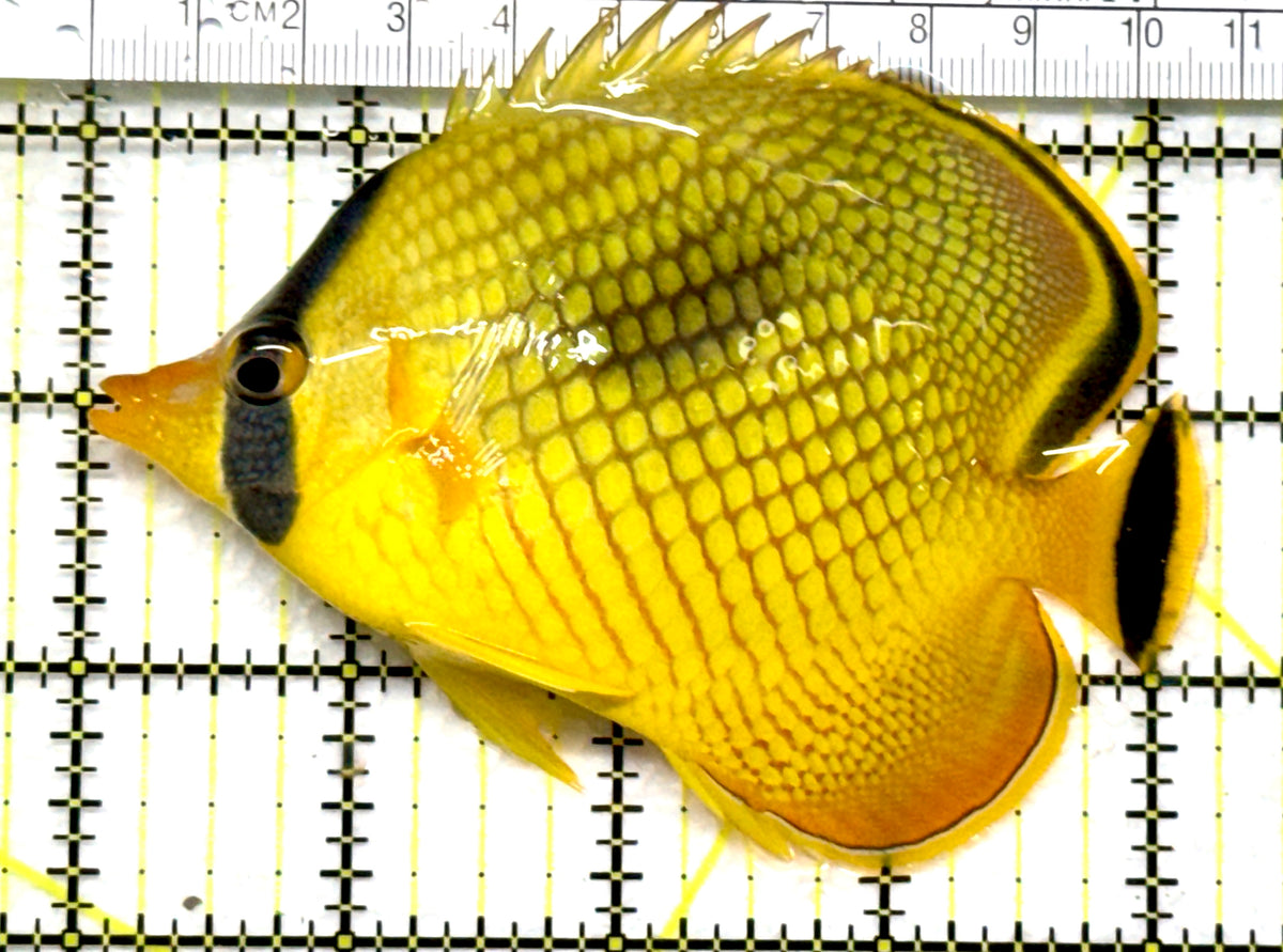 Raffle's Latticed Butterflyfish RLB102501 WYSIWYG Size: XL 4.25" approx