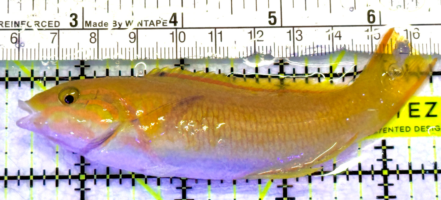Yellow Banana Wrasse YBW072303 WYSIWYG Size: ML 4.25" approx